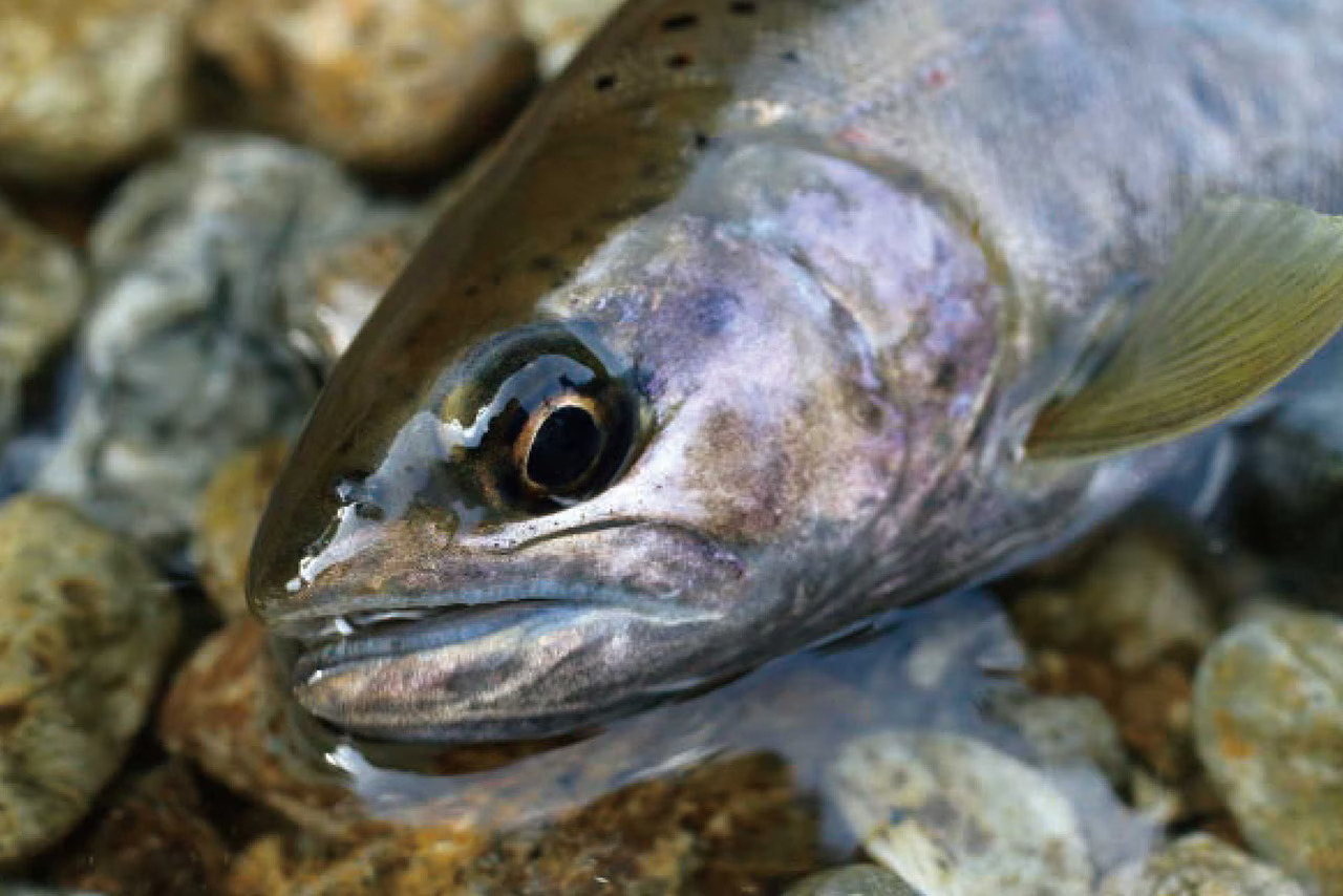 26 弧溪 ZD | 274557-303165