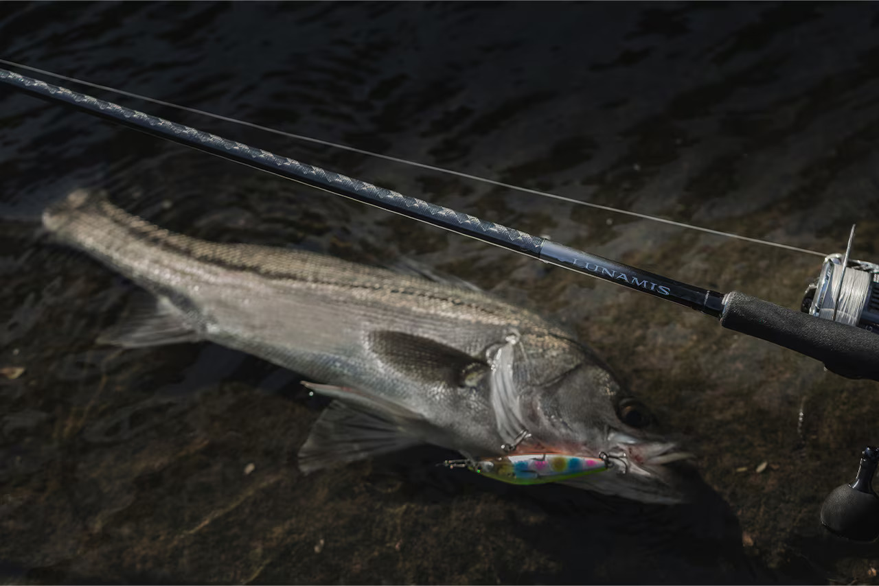 26 LUNAMIS 275516 | 前打